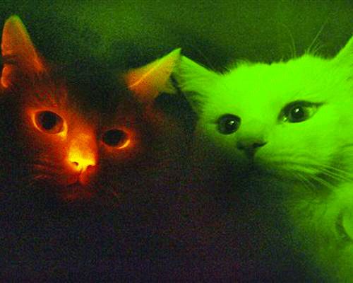Кошки, которые светятся в темноте