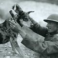 Животные-герои первой мировой войны