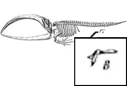 Задні кінцівки у китів