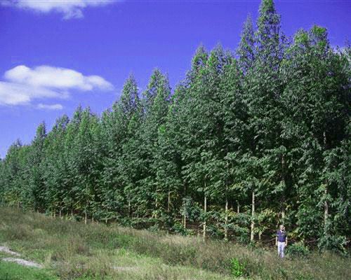 Генетически модифицированные деревья