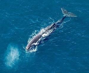 Споглядання китів, Кайкура, Нова Зеландія