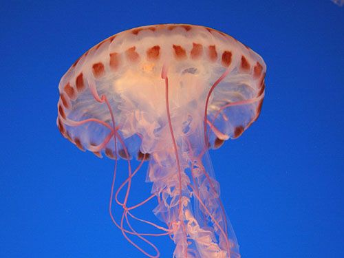 Медуза - 505 миллионов лет