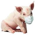 Чи остерігаються українці свинячого грипу: опитування