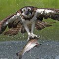 Лучшие фотографии птиц от BBC Wildlife Magazine