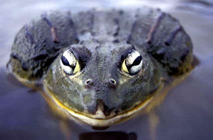 Намібійська жаба-бик, Pyxicephalus adspersus (Африка)