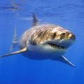 Десятка незвичайних знахідок у шлунках акул