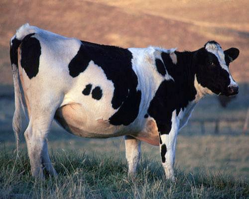Коровы, которые испускают меньше газов
